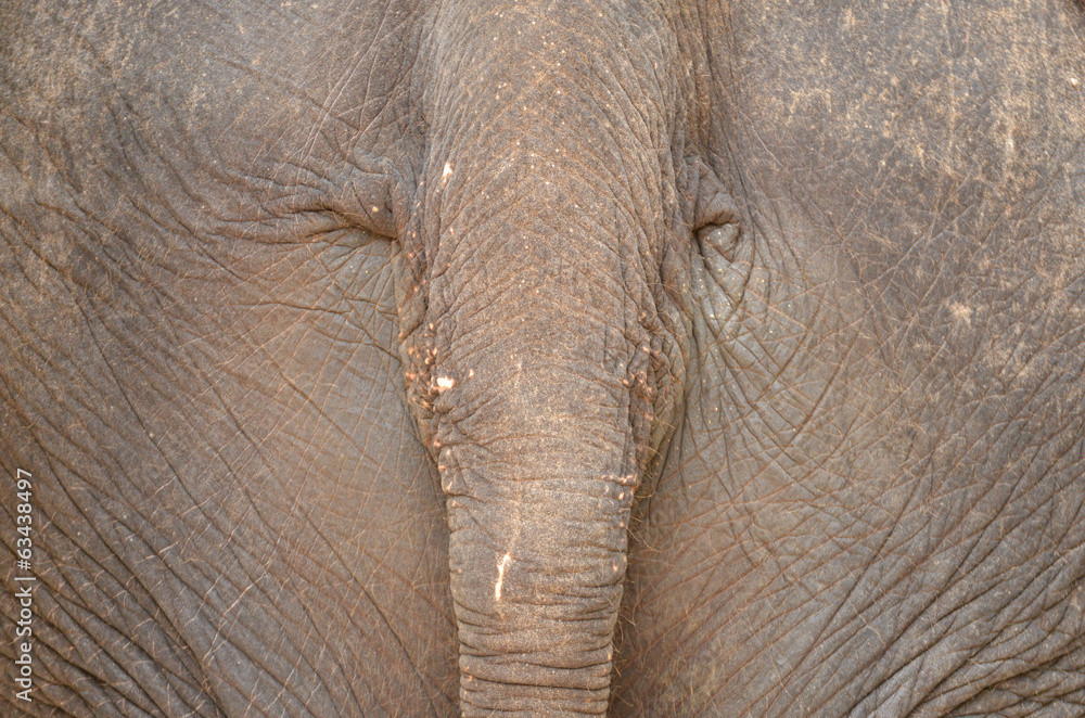 Fototapeta premium Elephant's Tail