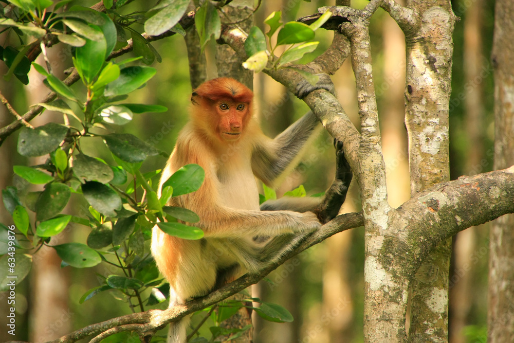 Naklejka premium Young Proboscis monkey sitting on a tree, Borneo, Malaysia