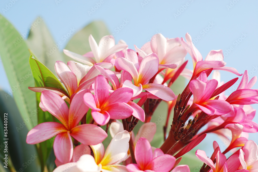 close-up pink frangipani flowers with blue sky background close-up pink frangipani flowers with blue sky background