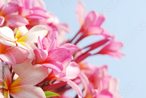  close-up pink frangipani flowers with blue sky background