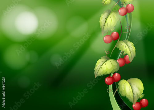 Vine plants with fruits