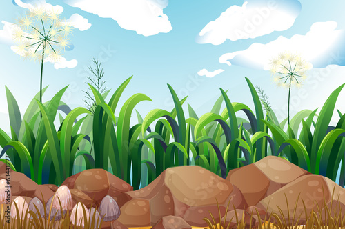 Green plants and rocks