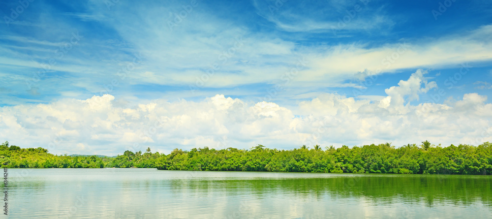 Naklejka premium Equatorial mangroves