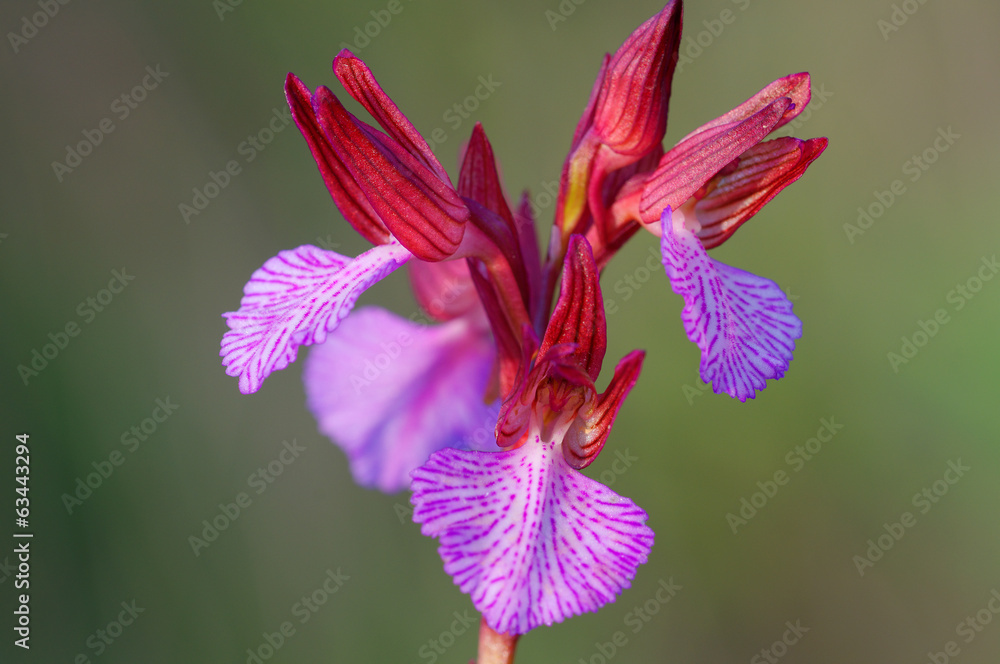 Orchis Papilionacea - Orhidea a Farfalla - obrazy, fototapety, plakaty 