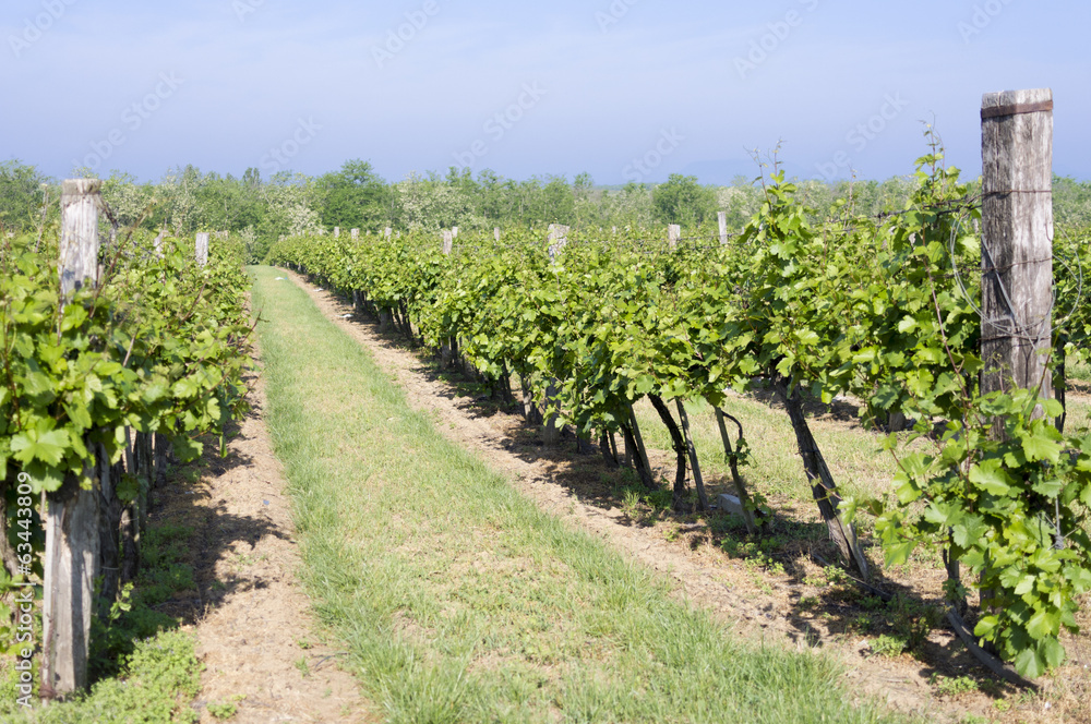 Vineyards In Summer.