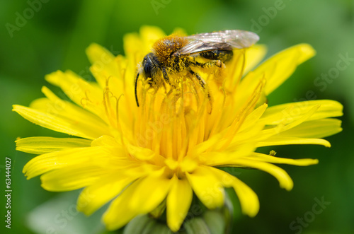 Abeille sur un pissenlit