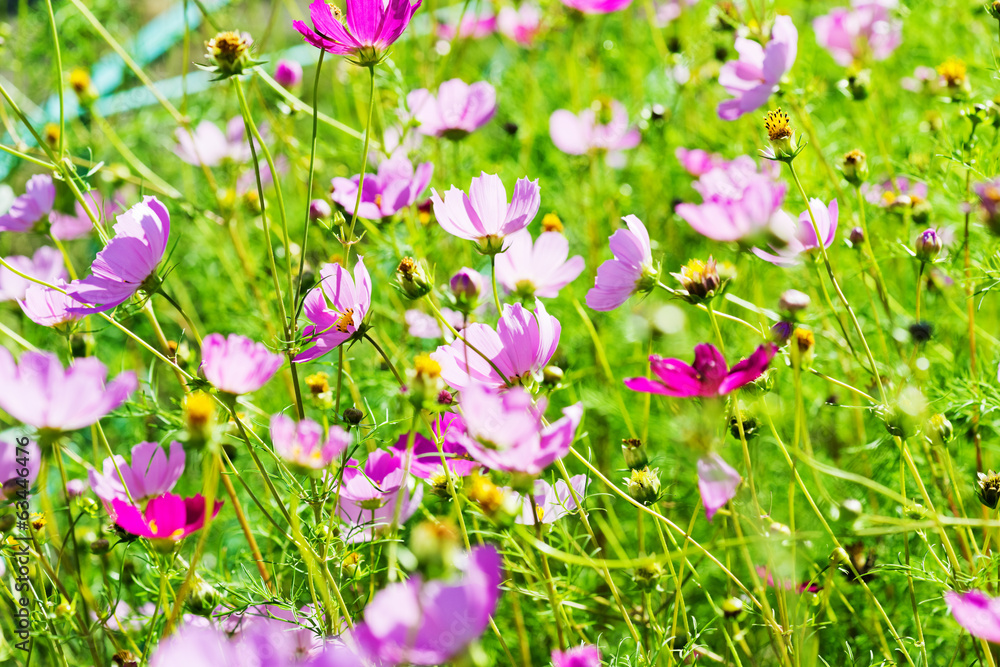 The Cosmos Flower