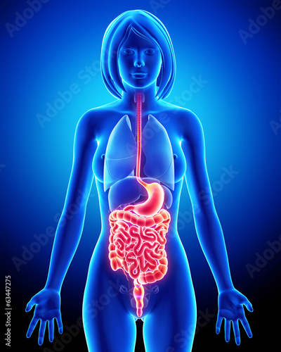 Fotografie Anatomy of female digestive system