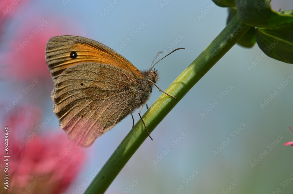 Obraz premium Myrtil (Maniola jurtina)