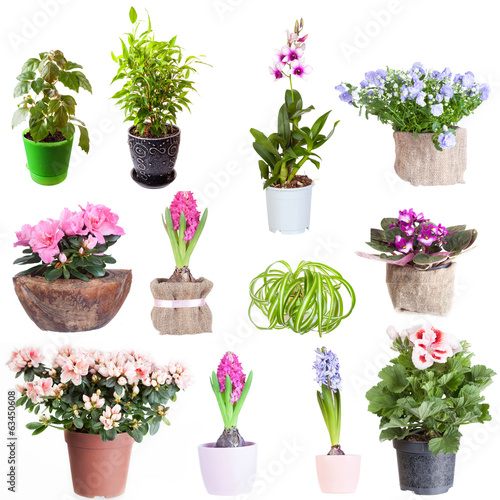 Fototapeta Naklejka Na Ścianę i Meble -  Set of houseplants on a white background