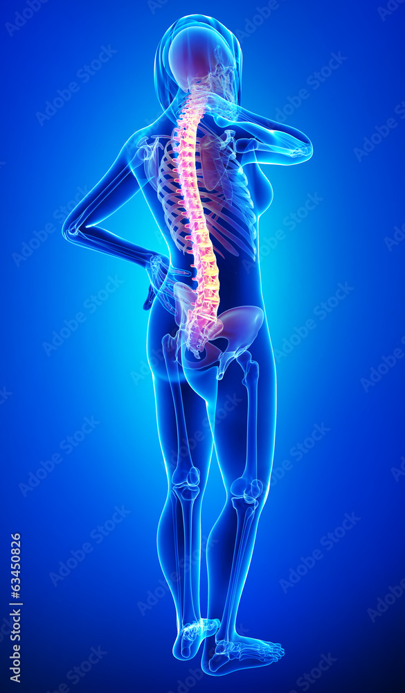 Female back pain anatomy Female back pain anatomy