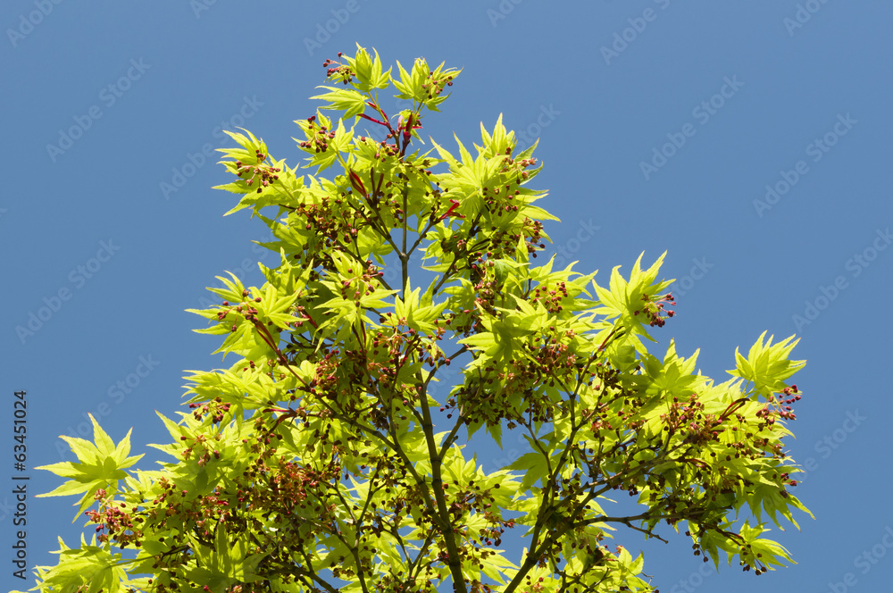 Maple tree new leaves and flower buds Maple tree new leaves and flower buds