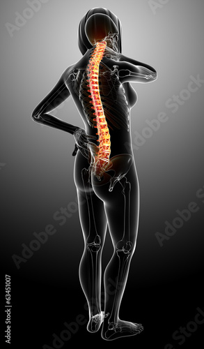 Female back pain anatomy