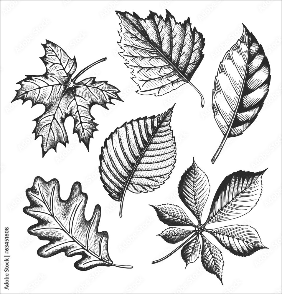 Leaves set