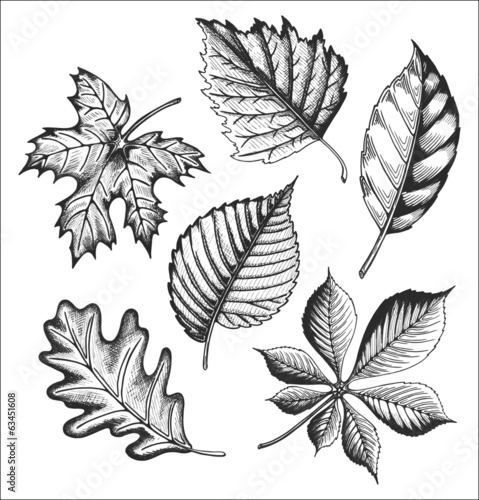 Leaves set