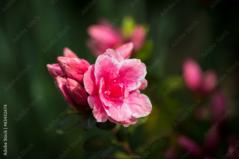 Fototapeta premium spring time