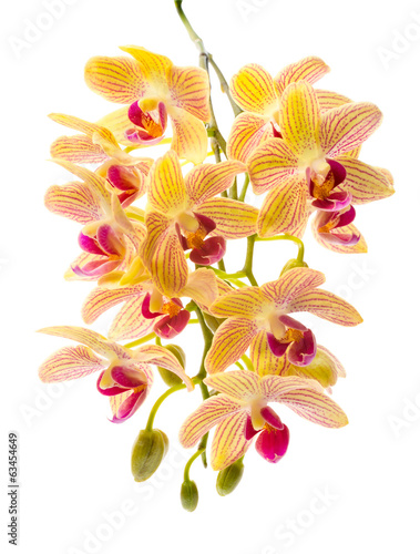 Fototapeta Naklejka Na Ścianę i Meble -  Blooming branch orange striped orchids, phalaenopsis is isolated
