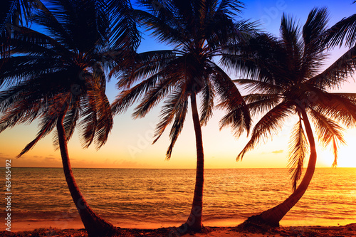 Tropic sunrise through coconut palms © Oleksandr Dibrova