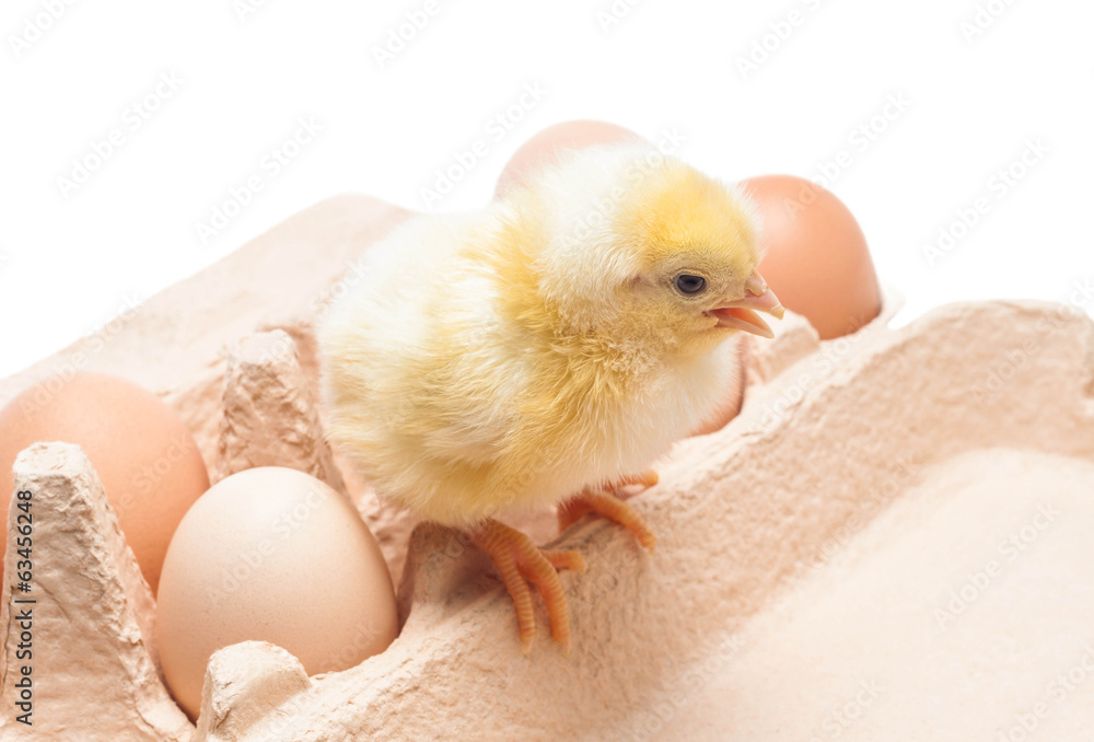 Box with eggs and a little chicken Box with eggs and a little chicken