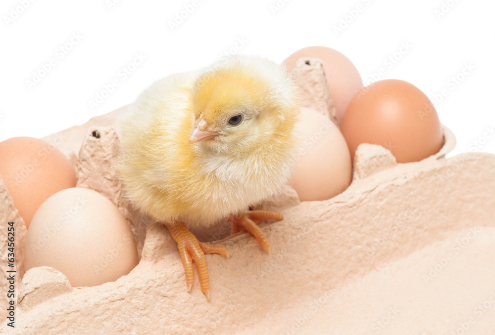 Fototapeta premium Box with eggs and a little chicken