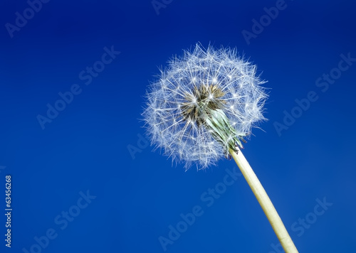 Dandelion seed head aka clock over blue background