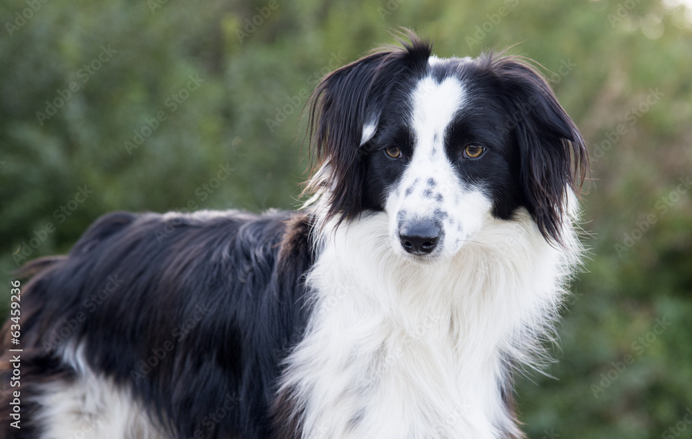 Portrait of a Collie dog Portrait of a Collie dog