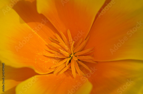 California poppy