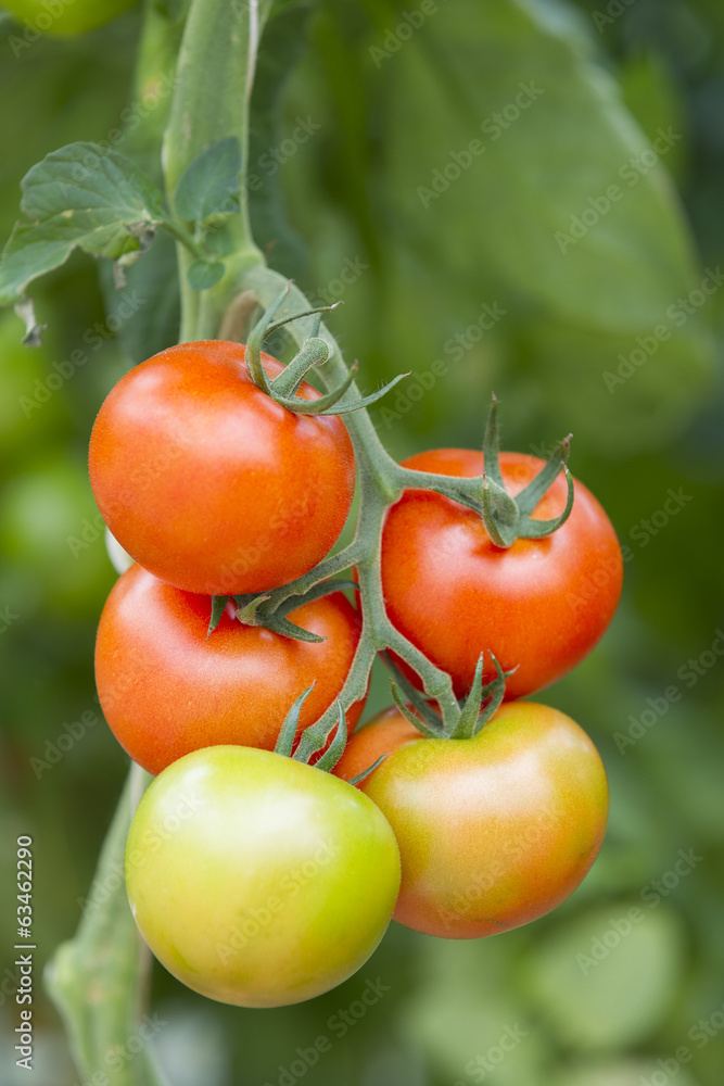 Tomato growing in a greenhouse