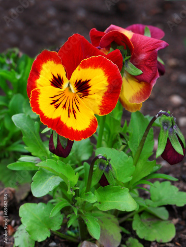 Pansy flower