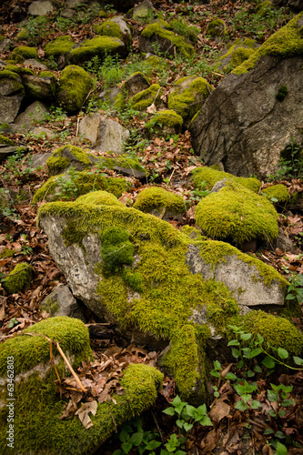 Moss on stone in forest