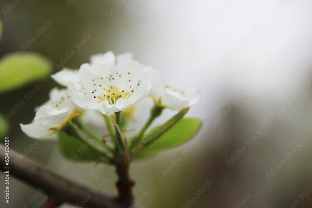 pear tree blossom in spring pear tree blossom in spring
