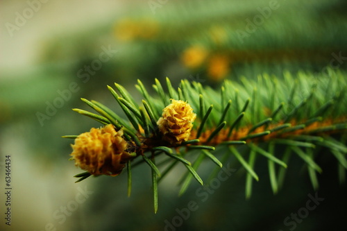 Blooming pine bud.