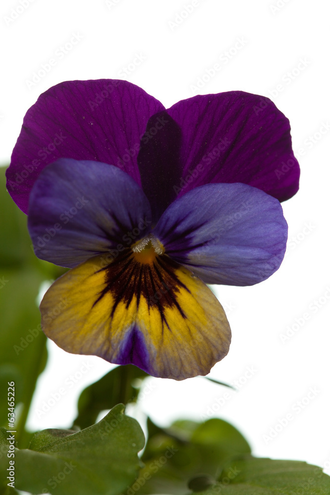 garden viola isolated