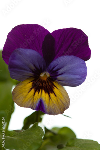 Fototapeta Naklejka Na Ścianę i Meble -  garden viola isolated