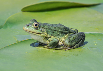 Wandcirkels Kikker Moeraskikker tussen waterplanten  © Artur