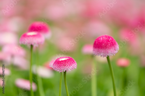 Fototapeta Naklejka Na Ścianę i Meble -  Group of purple bellis flowers with selective focus