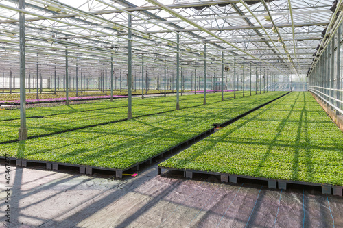 Cultivation of indoor plants in a Dutch greenhouse