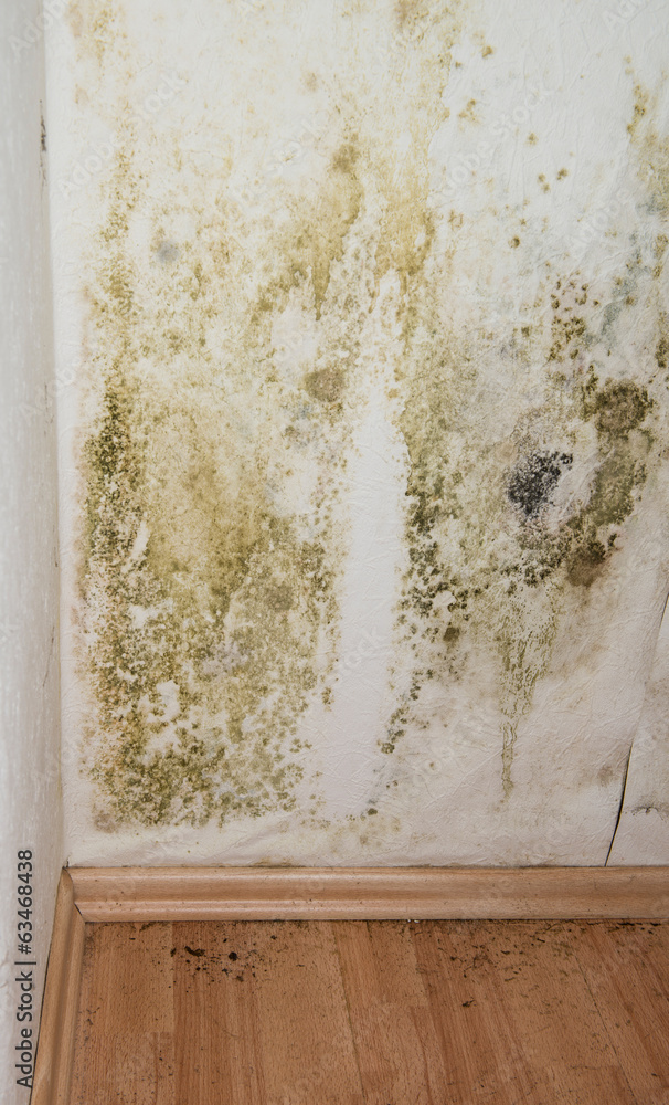 Obraz premium Mildewed Walls