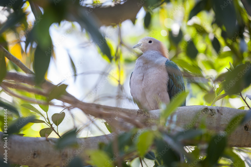 Sulawesi Green Imperial-pigeon of Indonesia Sulawesi Green Imperial-pigeon of Indonesia