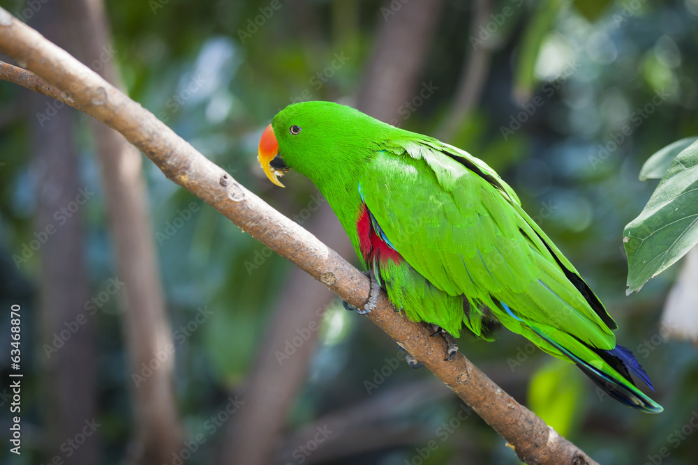 Male Indonesian Eclectus Parrot