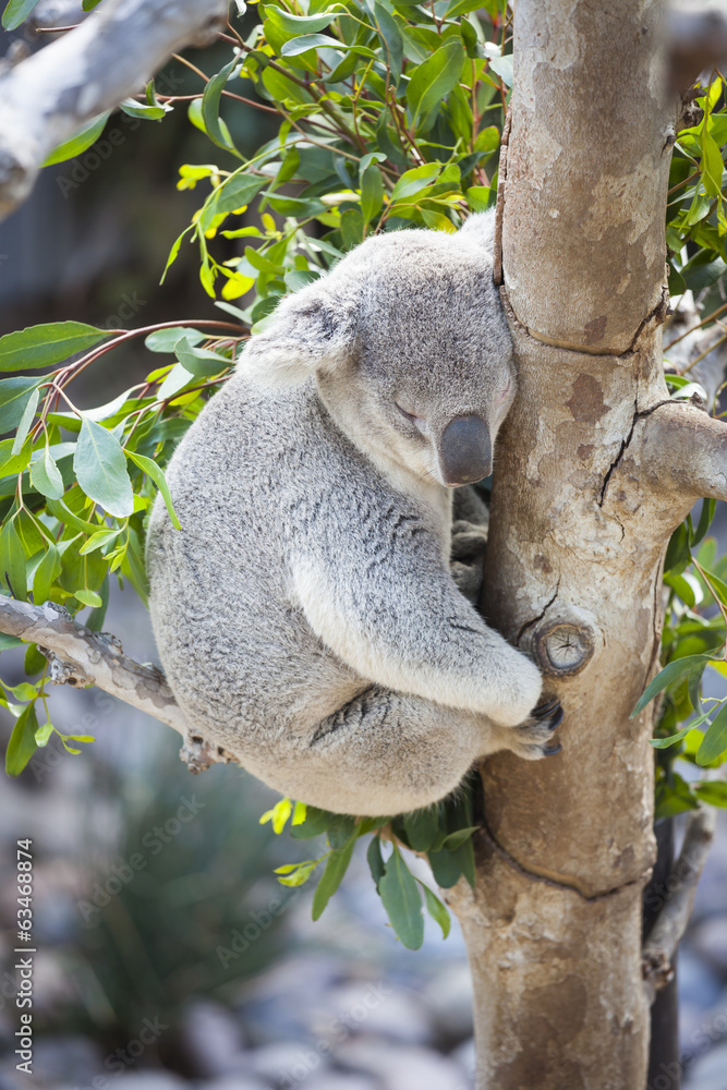 Obraz premium Sleeping Koala
