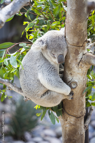 Fototapeta Naklejka Na Ścianę i Meble -  Sleeping Koala