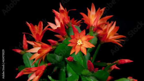 Red Easter Cactus Flower Opening and Closing Timelapse photo