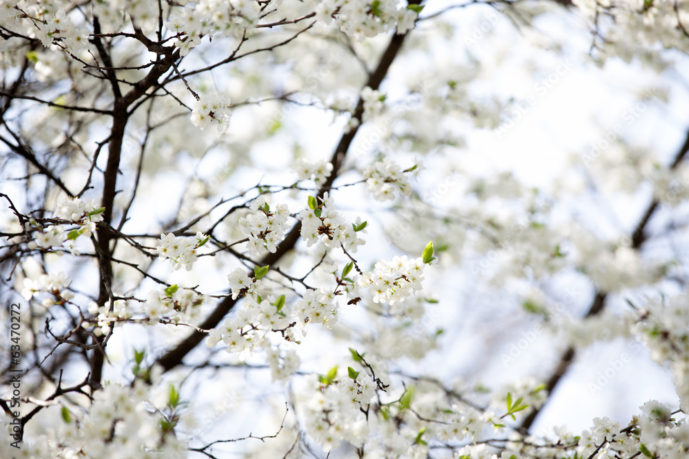 photo of cherry tree flowers