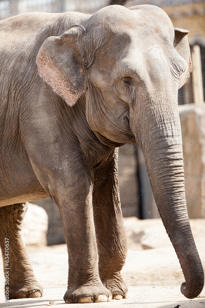 Naklejka premium elephant