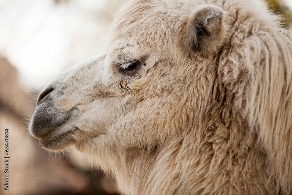 Fototapeta premium camel in the zoo