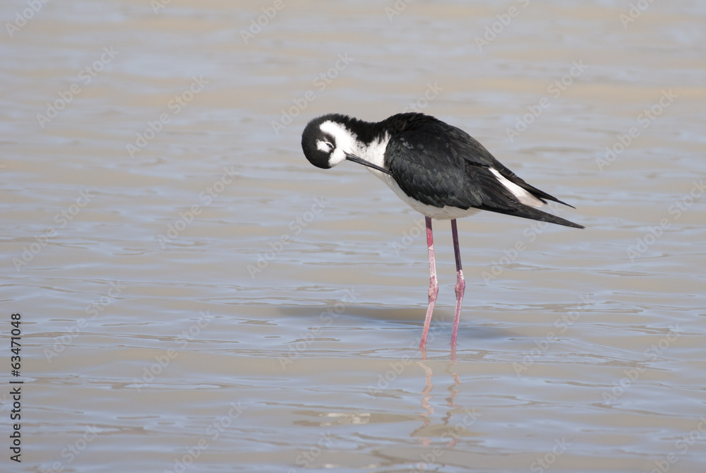 Fototapeta premium Black-necked Stilt