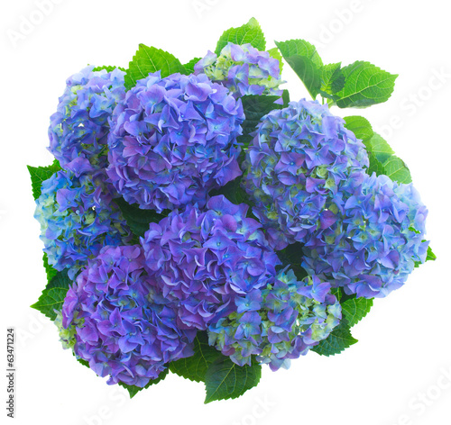 blue hortensia flowers © neirfy