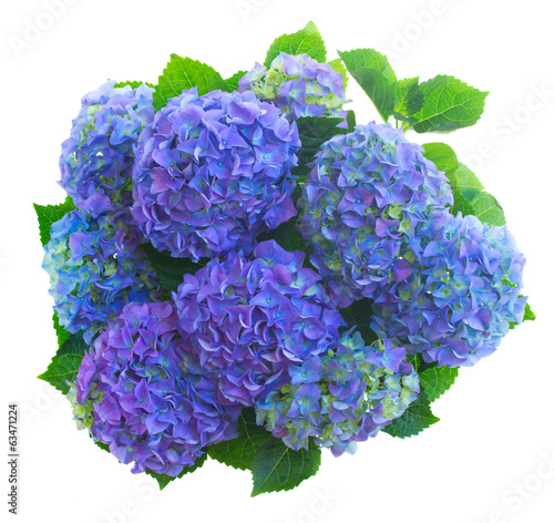 Fototapeta Naklejka Na Ścianę i Meble -  blue hortensia flowers