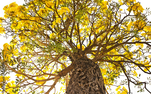 Silver trumpet tree isolated